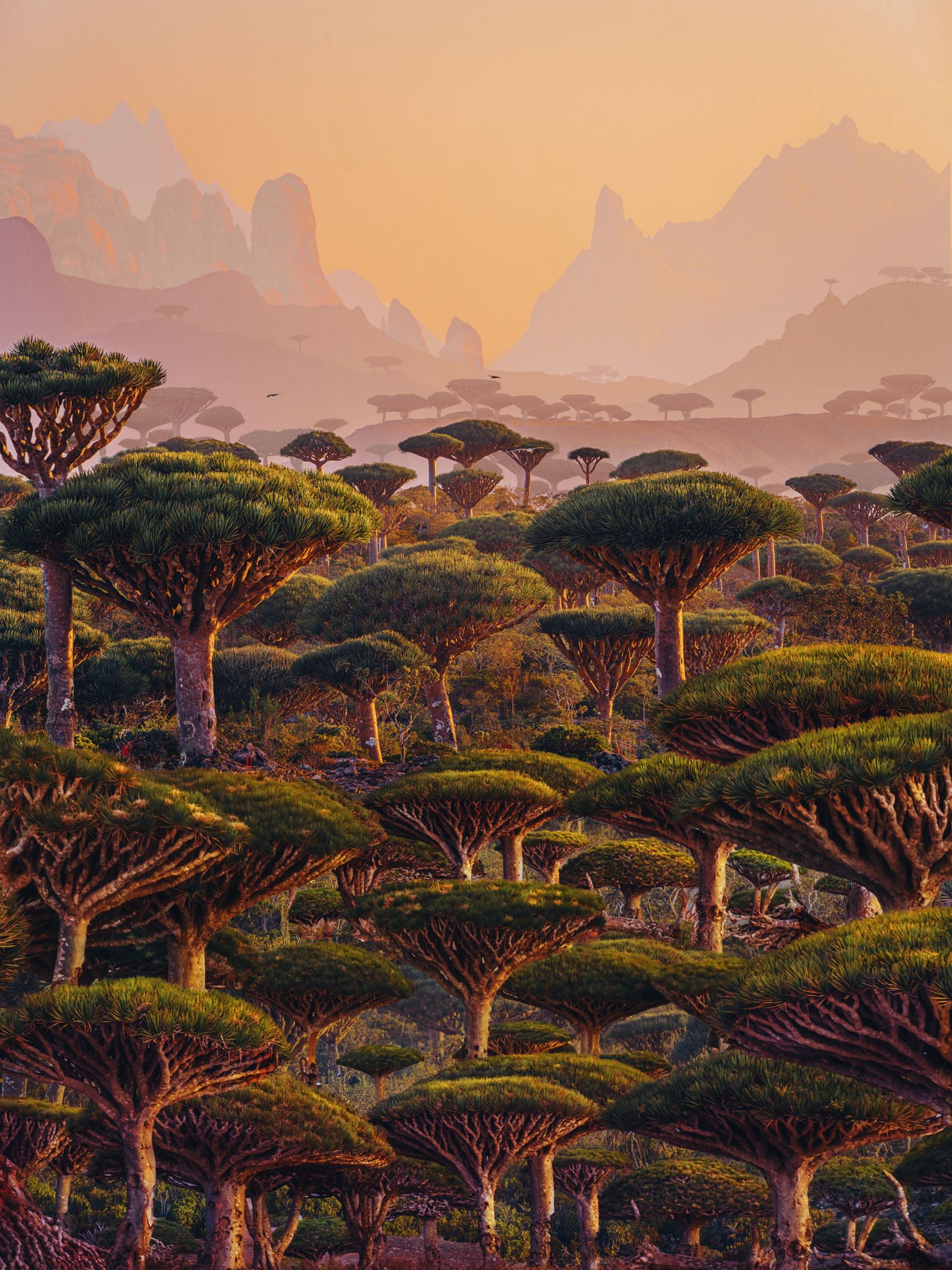Socotra Remains the World’s Most Beautiful Challenge | GQ Middle East